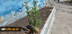 احیای فضای سبز مرکز آموزش آزادگان نیر
 6