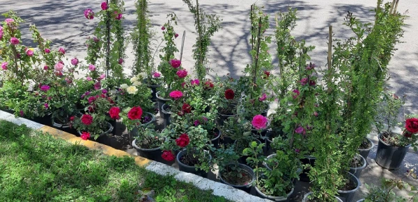 احیای فضای سبز مرکز آموزش آزادگان نیر
 7